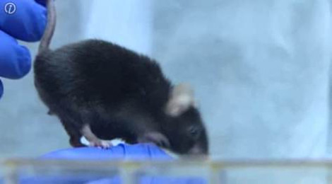 Inhibición de gen en ratas reactiva la regeneración de las células madre viejas