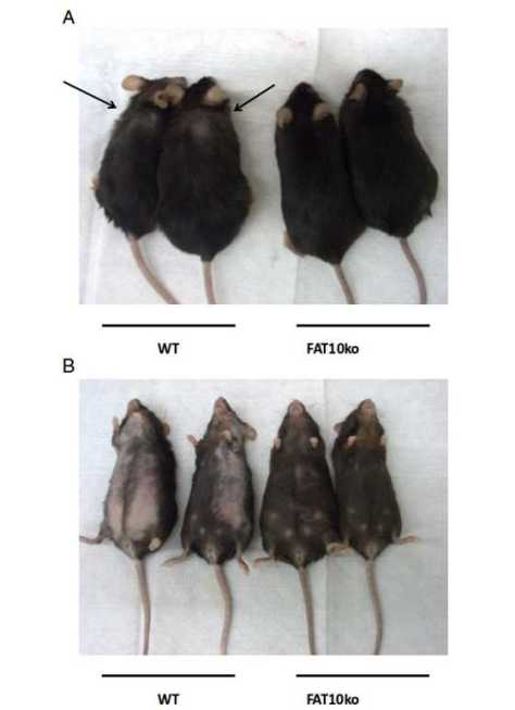 Extended lifespan and reduced adiposity in mice lacking the FAT10 geneSupporting Information