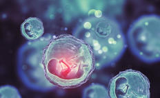 La Sociedad Internacional para la Investigación con Células Madre actualiza las reglas para permitir la experimentación en embriones humanos de más de 14 días