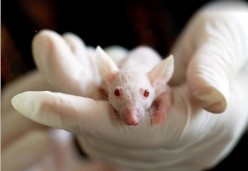 Científicos israelíes extienden la vida de los ratones en un 23%, dicen que lo mismo puede ser posible para los humanos